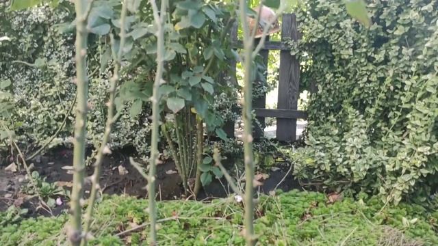 Роза флорибунда "Боника". Вредители роз смотреть онлайн