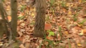 поход  в лес за грибами. как собирать грибы. какие грибы собирать. казань татарстан