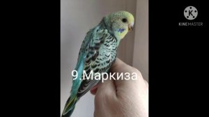 Имена для попугая/девочки/