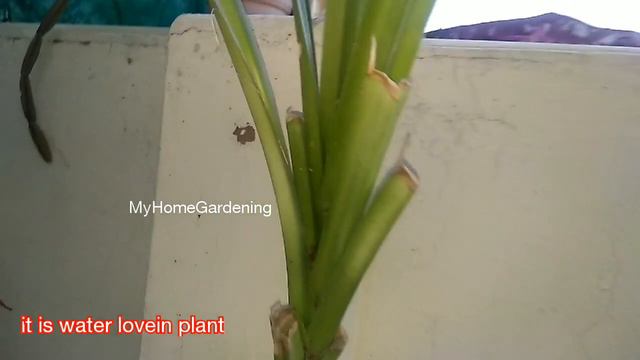 केवड़ा या केतकी का पौधा घर पर कैसे उगाए Pandanus plant how to grow and care смотреть онлайн