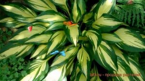 Хоста гибридная Черри Берри (hosta cherry berry) ? обзор: как сажать, луковицы хосты Черри Берри