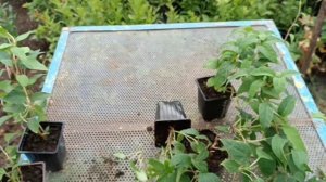 Актинидия. Саженцы на 1 сентября 2024 года.
#саженцы #саженцыактинидии #северныйкиви