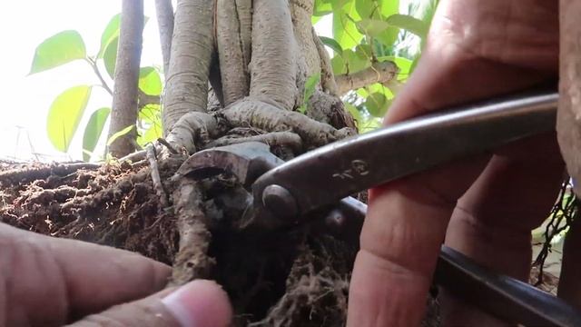 How to Make Banyan Tree Bonsai | Grow Banyan Bonsai смотреть онлайн