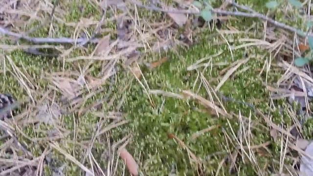 В лес по грибы смотреть онлайн