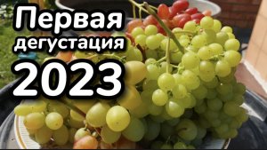 Срезка первых гроздей винограда для дегустации. Как выбрать грозди для срезки