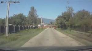 Автомобиль сбивает корову