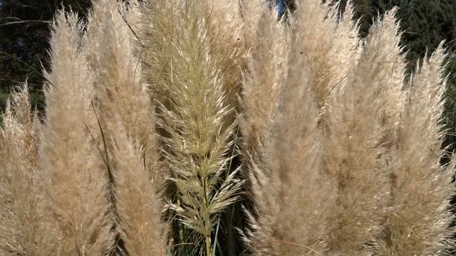 Cortaderia selloana var. Pumila čes. kortaderie dvoudomá špan. hierba de las Pampas смотреть онлайн