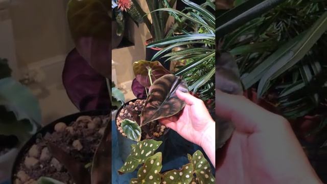 моя коллекция. Алоказия , сариан, зебрина, калидора смотреть онлайн