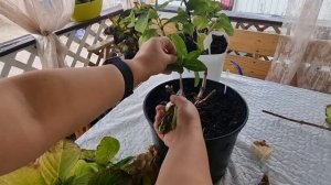 обрезка не ремонтантных крупнолистных гортензий,для пышного цветения.