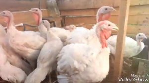 Все об индюках как растут