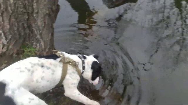 Питбуль щенок 10 месяцев | Помесь Стаффа с Питбулем | Pitbull | Staffordshire | Amstaff