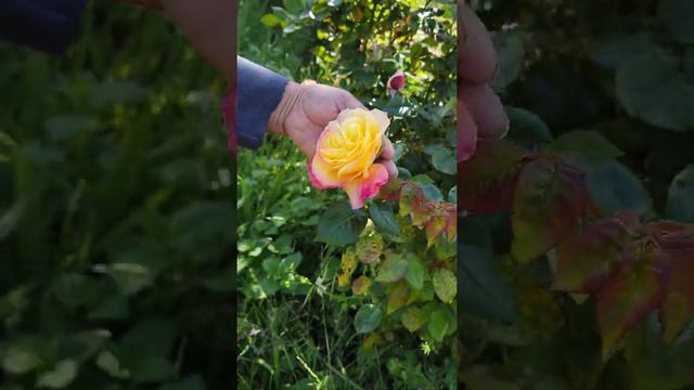 Peace Rose Verde Partnership Garden North Richmond CA