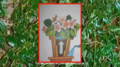 Способы полива комнатных растений