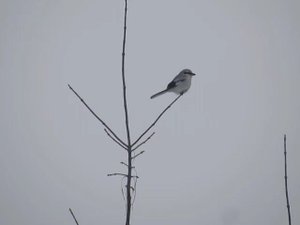 Сорокопут в парке. Певчая хищная птица.
