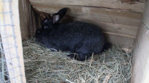 Спаривание кроликов