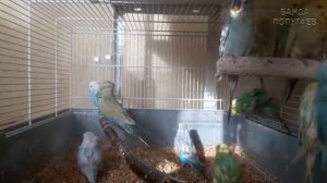 ? Учим попугая по имени Арчи говорить, видеоурок 4: "Арчик красавчик!"