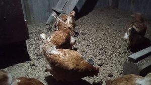 Можно ли кормить кур картошкой