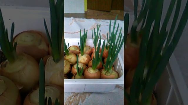 Лук на перо в опилках смотреть онлайн