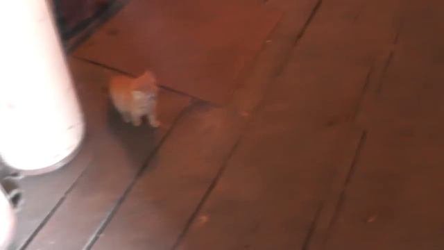 Наблюдение за кошкой с котятами.