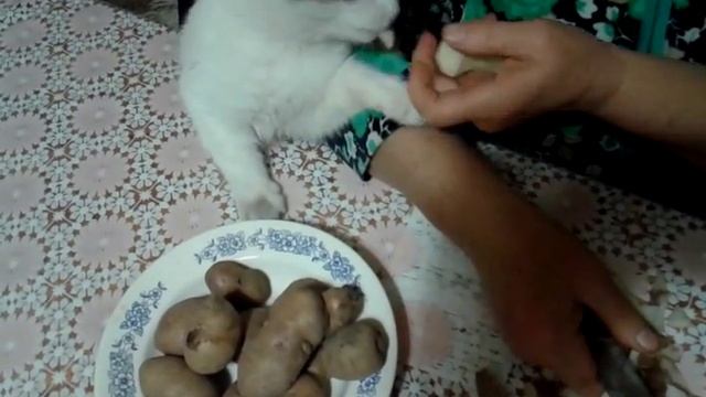 Прикол! Кошка помогает чистить картошку! смотреть онлайн