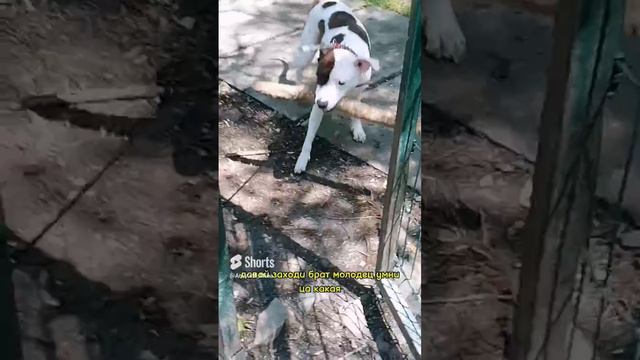 Палка все испортила 🤣 #amstaff #собака #dog #pitbull #staff #afinaamstaff.mp4