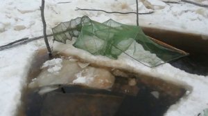 Ловим миногу. День 4#.