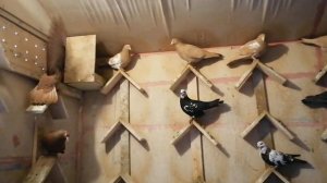 Бакинские жёлтые,красные ,чили, голуби Сергея ,часть 1- ая #мирбойныхголубей#бакинскиеголуби#