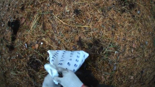 ГРИБЫ ПЕСОЧНИКИ в НОЯБРЕ!!! Сбор грибов после морозов.Сосновый Лес. РыбалкаLife036