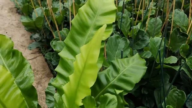 Asplenium Nidus 65cm Height | Live from the Nursery Series смотреть онлайн