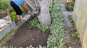 Осенняя пересадка цветов эхинацеи, рудбекии, нивяника, готовлю грядку под посадку тюльпанов.