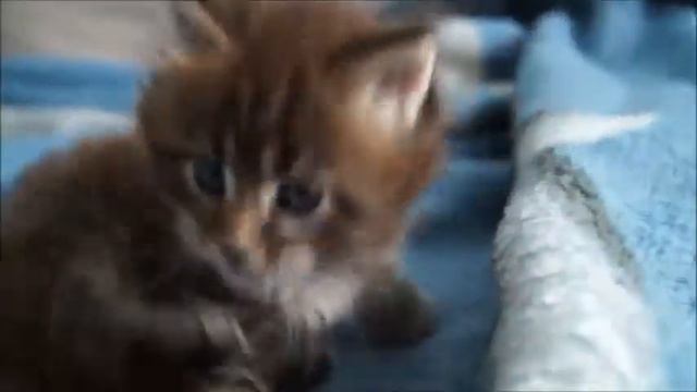 котёнок Мейн кун, main coon, смотреть онлайн