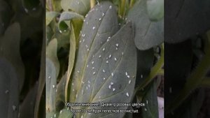 Петуния кустовая — лучшие сорта для открытого грунта