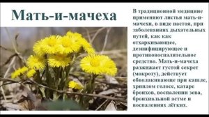 32 фото с названиями лекарственных растений