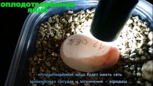 Просвечивание яиц черепахи
