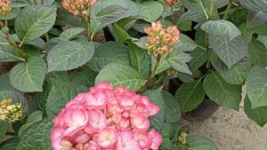ГОРТЕНЗИЯ (Hydrangea) КРУПНОЛИСТНАЯ. Правила ухода