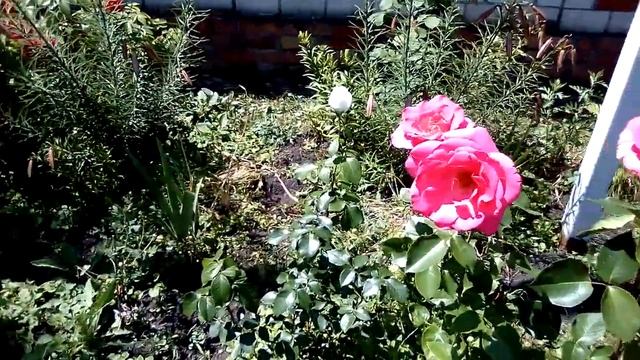 Ромашки и розы во дворе. смотреть онлайн