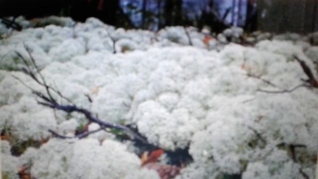 Исландский мох: лечебные свойства, применения, рецепты. смотреть онлайн