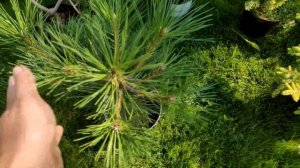 РЕДКИЕ ХВОЙНЫЕ Растения ? ОБЗОР Моих Покупок ? Часть 2