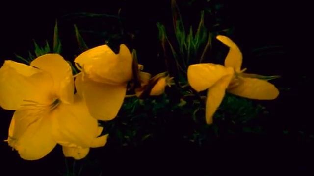 Удивительное раскрытие цветка Энотера вечером! смотреть онлайн