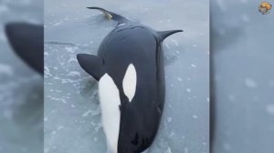 Плачущая косатка беспомощно лежала на берегу. Вы не поверите, что произошло дальше