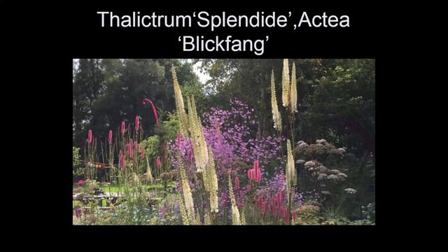 A Plantsmans Pick: Best New Plants from European Nurseries