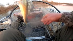 ловля крупного судака часть четвертая