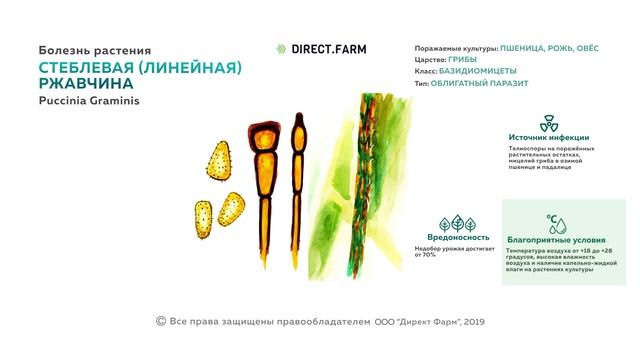 Стеблевая ржавчина. Борьба с болезнью зерновых культур