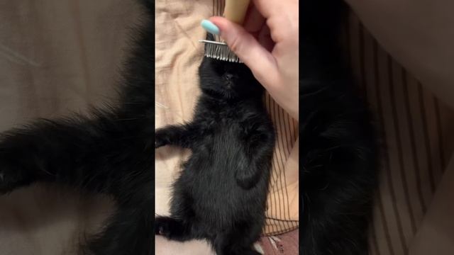 Приколы с котами 41