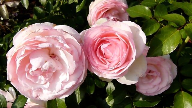 Цветение розы Пьер де Ронсар(второе цветение). смотреть онлайн