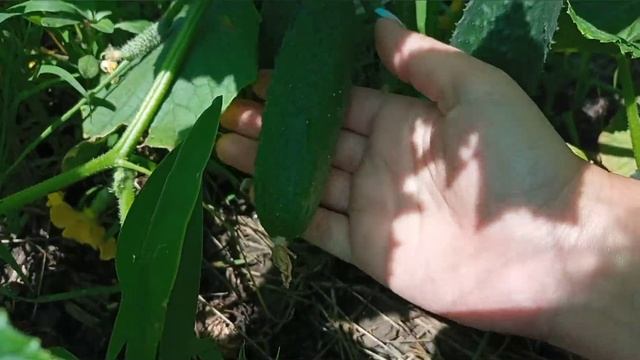 Реальный отзыв о Агро-фирме "Партнер". Огурцы Шоша F1. смотреть онлайн