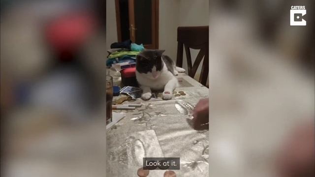 Овцу не Стригали Много лет | И вот что с ним стало смотреть онлайн