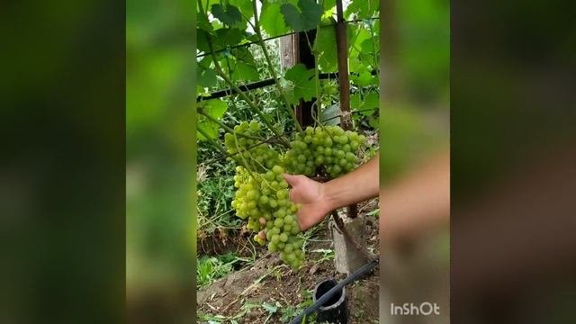 Виноград Супер-Экстра