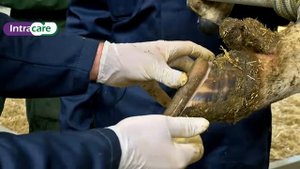 лечение копытных заболеваний