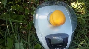 Абрикос Ранний Мелитопольский